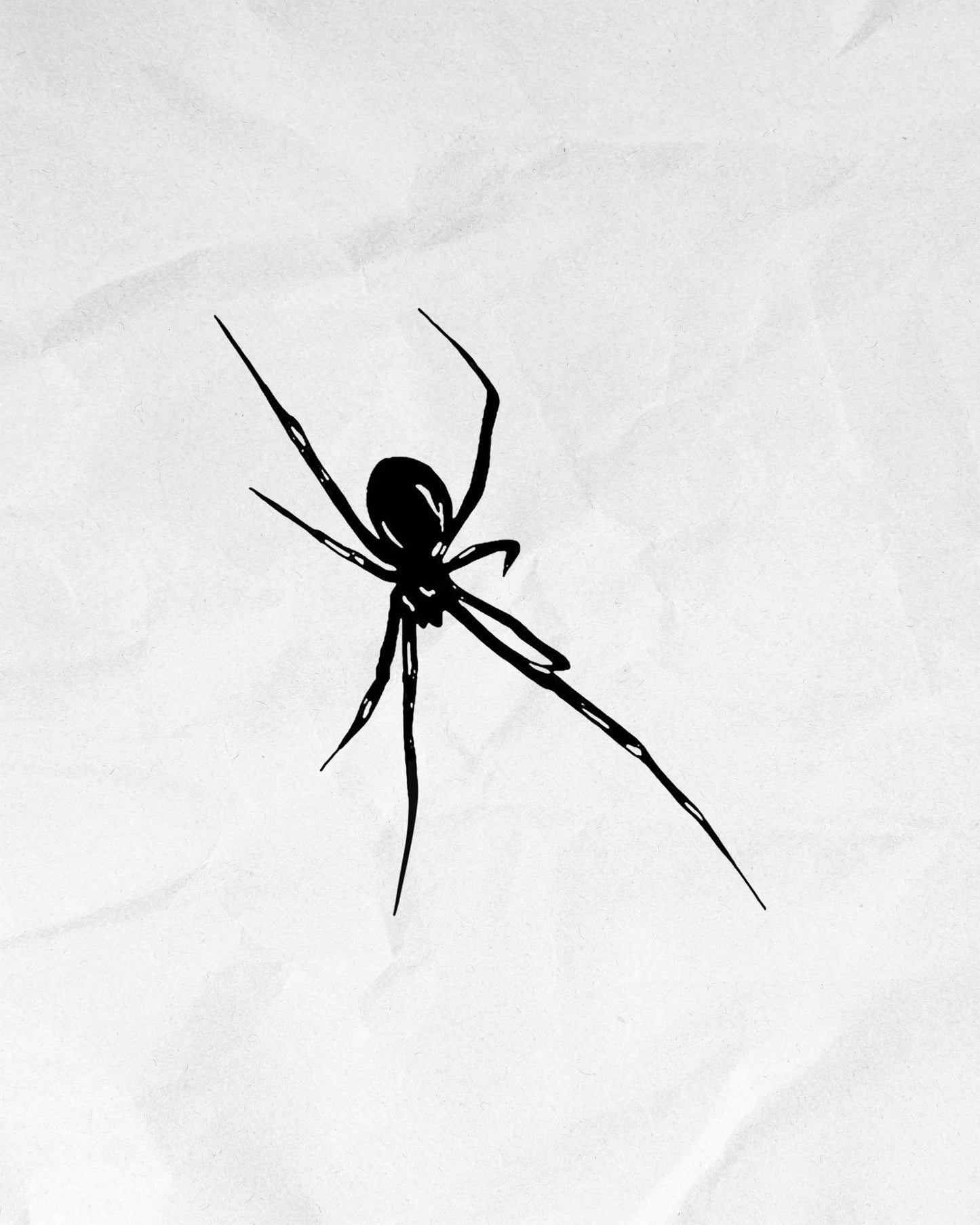 N°704 - Araignée